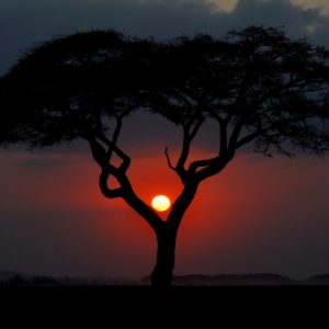 Dal Kenya