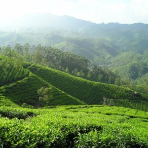 Dall'India